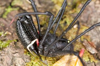 Media type: image; Invertebrate Zoology 29274